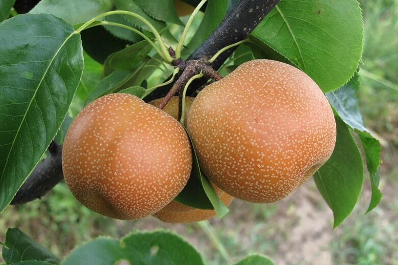 Asian Pear