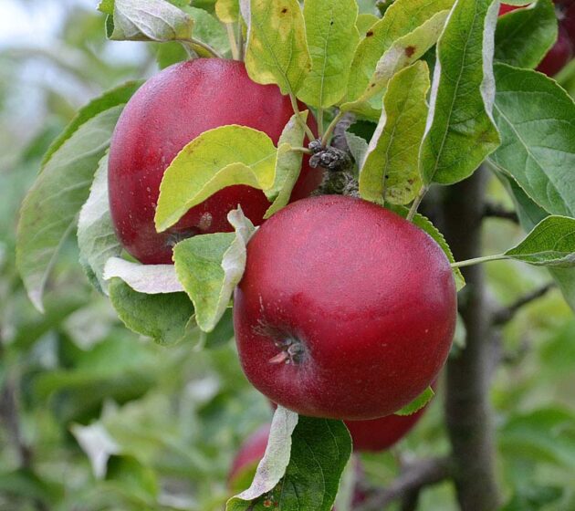 akane apple