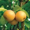 asian-pear