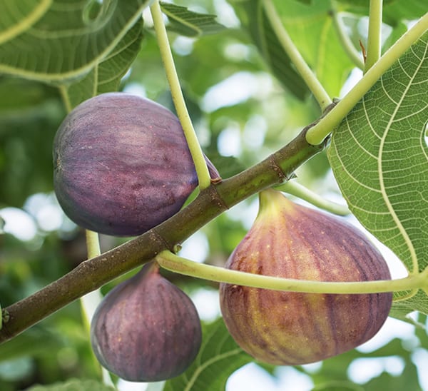 Fig